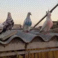 کبوتر پرشی