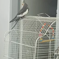 فروش عروس هلندی جفت سرحال بازی گوش  با لوازم قفس