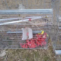 قفس مرغ تخمگذار