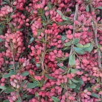 زرشک تازه