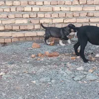 سگ  سرابی ماده|سگ|بیرجند, |دیوار