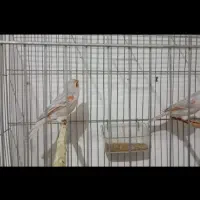 قناری سیلور مزاییکی