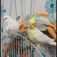 جفت لوتینو و آلبینو