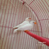 سه عدد فنچ سالم و سرحال|پرنده|مرند, |دیوار