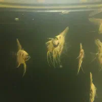 انجل ۴،۵ سانتی ،لجن خوار
