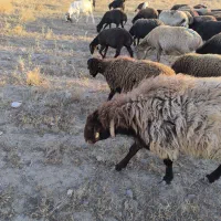 قوچ همو ،افشاری کردی .میش.بز.بره
