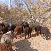 بره نر پرواری و کشتاری|حیوانات مزرعه|تهران, جوادیه|دیوار