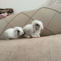 بچه خرگوش لوپ اصل|موش و خرگوش|تربت جام, حافظ|دیوار