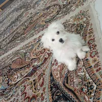 سگ ماده شیتزو کراس|سگ|مشهد, بهاران|دیوار