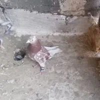 کفتر سار خرمای نر