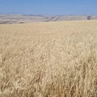 فروش زمین کشاورزی