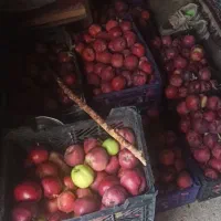 سیب چیده شده در سایزهای مختلف