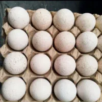 تخم نطفه دار مرغ لاری  و بوقلمون و مرغ سیاه