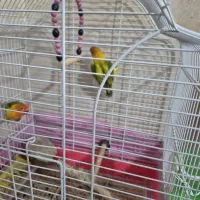 کتوله برزیلی|پرنده|زرند, |دیوار