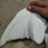 یک کبوتر خال|پرنده|شیروان (خراسان), |دیوار