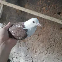 کفتر|پرنده|محلات, |دیوار