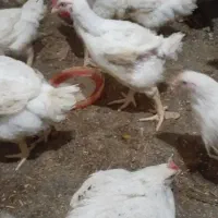 مرغ گوشتی ارگانیک