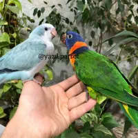 راهب های با تست یزد