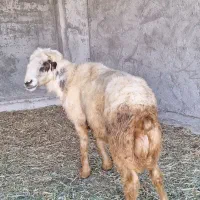 ۱راس قوچ شیرازی