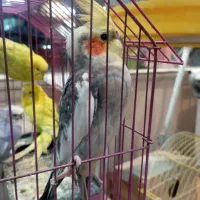 پرنده|پرنده|مینودشت, |دیوار