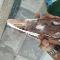 گلی پلنگ
