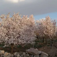 واگذاری باغ بادام و پسته در ینگی کند|اجارهٔ دفتر صنعتی، کشاورزی، تجاری|خسروشاه, |دیوار