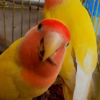 طوطی برزیلی مولد نطفه دار