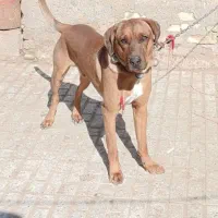 سگ خارجی رودسین شکاری