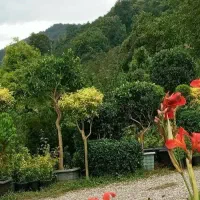 اجرا فضای سبز و طراحی