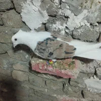 کبوتر گرده ای