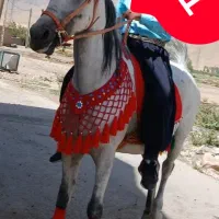 اسب،مادیون،کرد