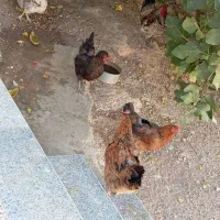 مرغ و خروس محلی