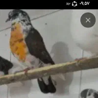 کبوترسوسکی