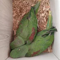 جوجه شاه طوطی سرلاکی پرورش خانگی