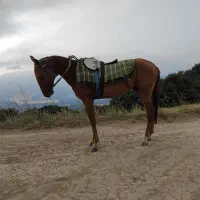 نریان ترکمن 3 ساله سواری شده برگه کشش دار|اسب و تجهیزات اسب‌سواری|کلاله, |دیوار