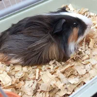 بچه خوکچه هندی