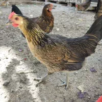 تخم نطفه دار مرغ اصیل لری تک رنگ|حیوانات مزرعه|کرج, اصفهانی‌ها|دیوار