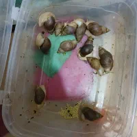 واگذاری ۱۲ عدد حلزون تخم گذار سوپر