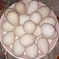 تخم بوقلمون نطفه دار