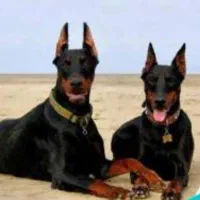 سگ نژاد دار