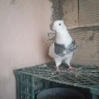 کبوتر طوقی|پرنده|مریوان, |دیوار