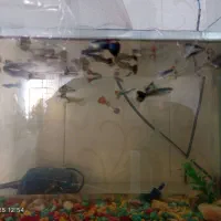 ماهی کوپی زیاد بفروش می‌رسد|ماهی|چناران, |دیوار