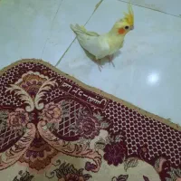 عروس هلندی لوتینیو و گلباقالی|پرنده|اندیشه, اندیشه فاز ۱|دیوار