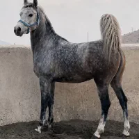 اسب عرب