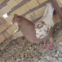 کبوتر رنگی ماده|پرنده|شوشتر, |دیوار