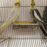 عروس هلندی مولد معاوضه با کفتر نقش|پرنده|بندرعباس, |دیوار