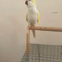 طوطی راهب|پرنده|پاکدشت, پاکدشت (مامازند)|دیوار