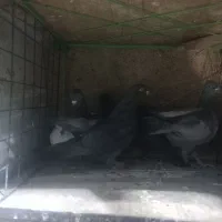 کفتر جون|پرنده|یزد, |دیوار