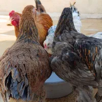 مرغ و خروس برهما