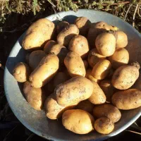 سیب زمینی اردبیل به صورت عمده